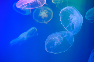 Flocks of jellyfish swim in the water