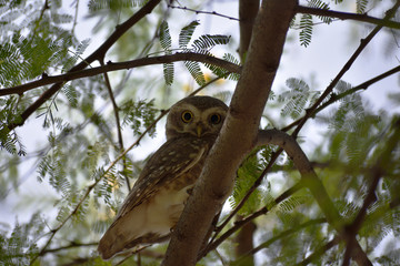 spotted owlet perched on a tree branch