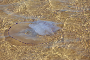 Jellyfish with tentacles © deviddo