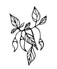 Hand-drawn branches of chili pepper with leaves for decoration in winter and autumn. Red pepper. Doodle vector illustration. Isolated on a white background.