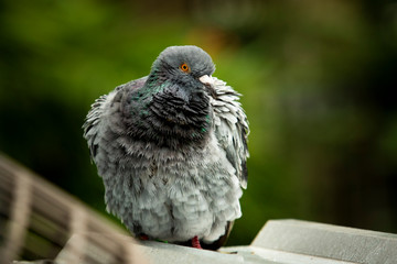 close up natural behavior of  homing pigeon preening feather in green park