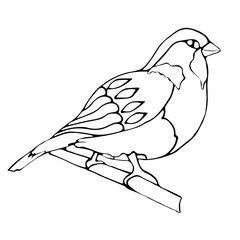 Sparrow, winter bird isolated on a white background. Coloring. vector. graphic christmas decor.