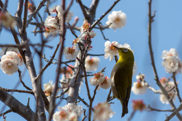 梅とメジロ