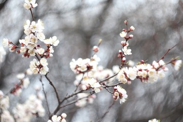 clusters of white flowers on a cherry tree