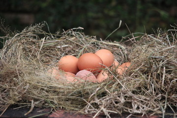 eggs in the nest