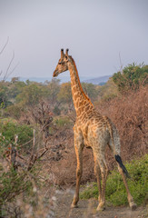 A single giraffe isolated in the African bush image with copy space