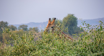 A single giraffe isolated in the African bush image with copy space © Richard