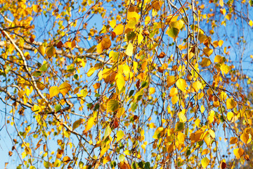 Yellow birch leaves during the fall season against a sunny blue sky