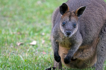 Kangaroo feed