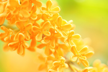 キンモクセイ　金色の花　