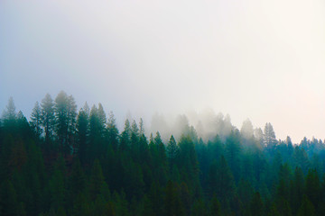 Mystical Forest in Dense Fog
