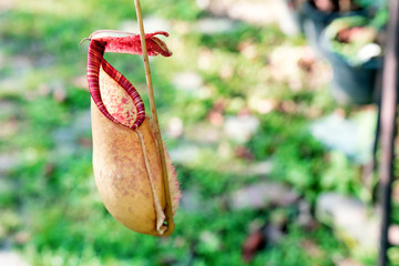 nepenthes or tropical pitcher plants or monkey cups on nature bokeh background