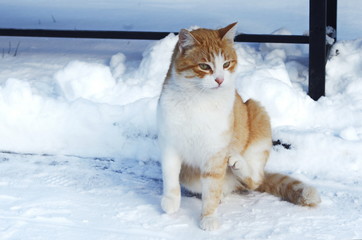 red cat sits in the snow