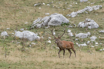 Isolated Red deer in Apennine mountain, Italy