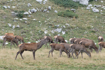 Herd of deer in Apennine mountain (Cervus elaphus)