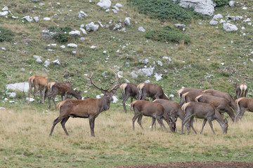 Herd of deer in Apennine mountain (Cervus elaphus)