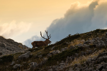 Silhouette of Red deer at twilight (Abruzzo national park)