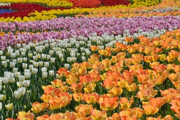 チューリップ畑