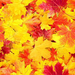 Naklejka na ściany i meble Seamless texture of yellow and red fallen autumn leaves. Minsk. Belarus.