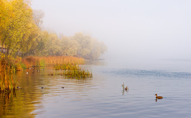 Autumn mist on the Dnieper river, in the morning, in Kiev, Ukraine. Reeds and trees emerge from the fog, Mallard ducks are swimming on the calm water