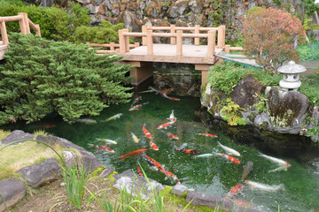 日本庭園の錦鯉