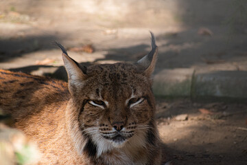 Fototapeta premium Bobcat photo