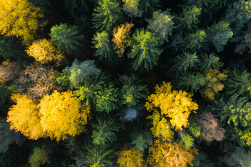 Autumn forest aerial view. Colorful trees from above. Fall scene. Yellow tree in green pine forest. Vivid autumn landscape