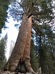 Grizzly Giant, Mariposa Grove, Yosemite