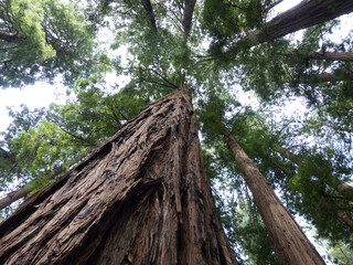 Muir Woods Tall Trees