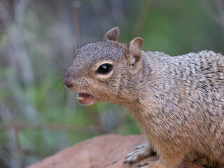 Ground Squirrel, Bryce Canyon
