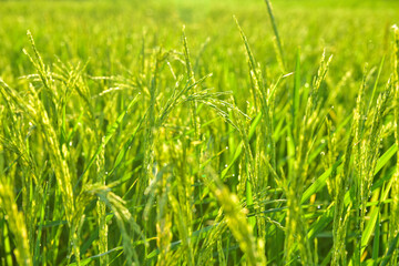 Green rice fields in the fertile agricultural with a soft tone in the morning.