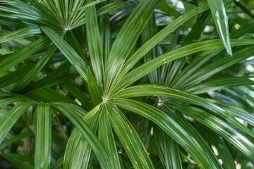 Background image of a green palm leaf. copy space.