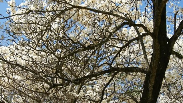 Ipes white tree flowering grove with selective focus in the municipality of Marilia