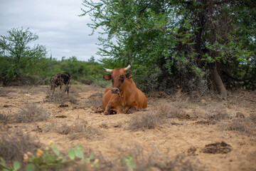 Cattle resting in dry terrain 
