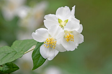 Obraz na płótnie Canvas Philadelphus Plant - Starbright -white flower