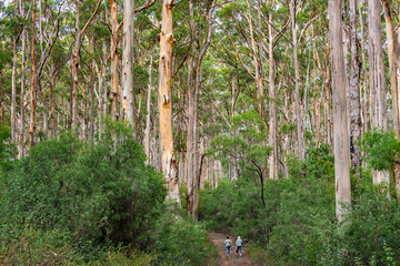 Boronup Forest