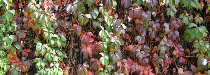 colorful ivy and leafs on wall