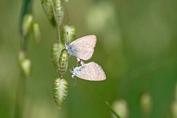 small butterflies in early summer