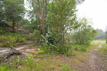 smoggy day in the bush