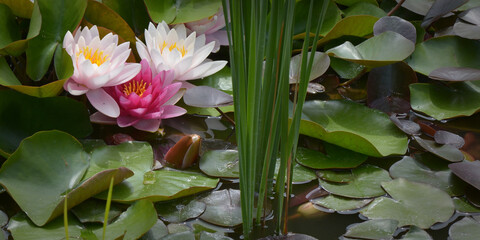 Banner mit drei Seerosen © Rebel