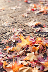 Colorful autumn leaves on the pavement.
