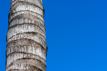 Coconut Palm Tree Close Up in Oahu, Hawaii