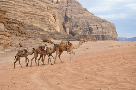 Kamele im Wadi Rum
