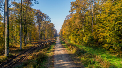 Fototapeta na wymiar Beautiful autumn in Veliko Korenovo forest near Bjelovar from above