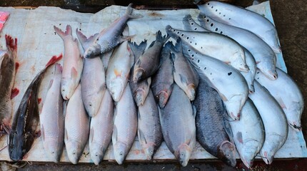 Fish form Khong river to the local market in the peakse laos.