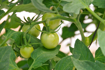 Planta con tomates verdes 