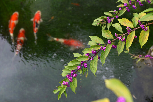 紫、鯉、池、錦鯉 Images – Browse 20 Stock Photos, Vectors 紫、鯉、池、錦鯉 Images – Browse 20 Stock Photos, Vectors