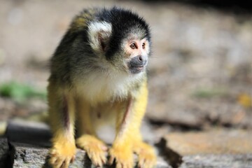 Kapuzineraffe, Totenkopfäffchen auf einem Stein sitzend