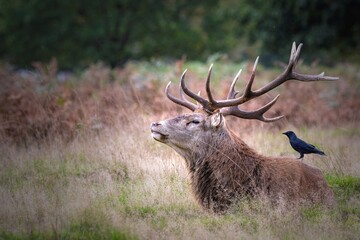 red deer stag