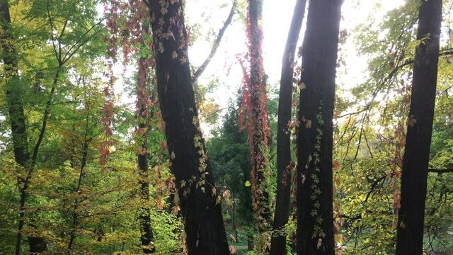 Colorful autumn forest on a sunny day